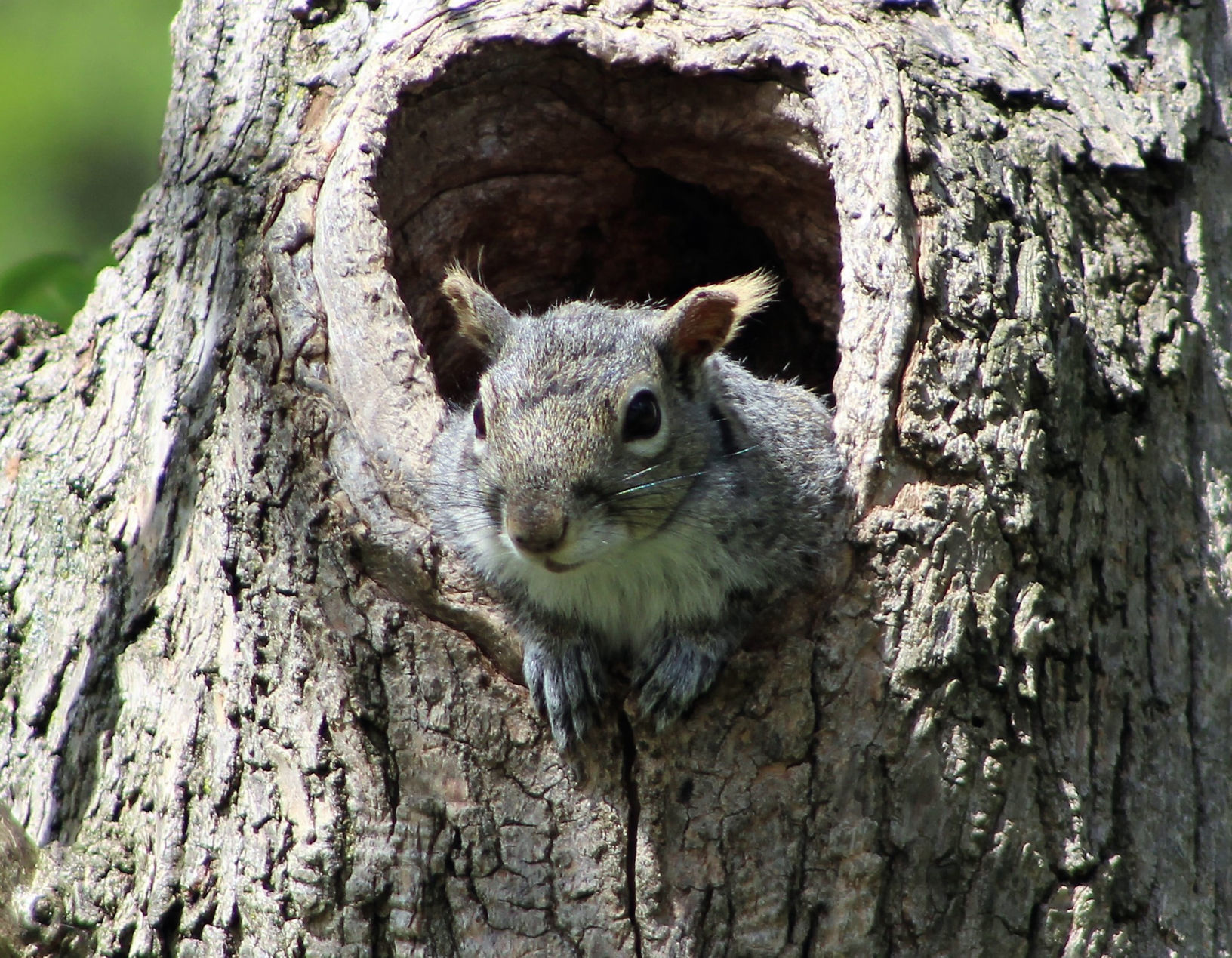 Just Hanging Out